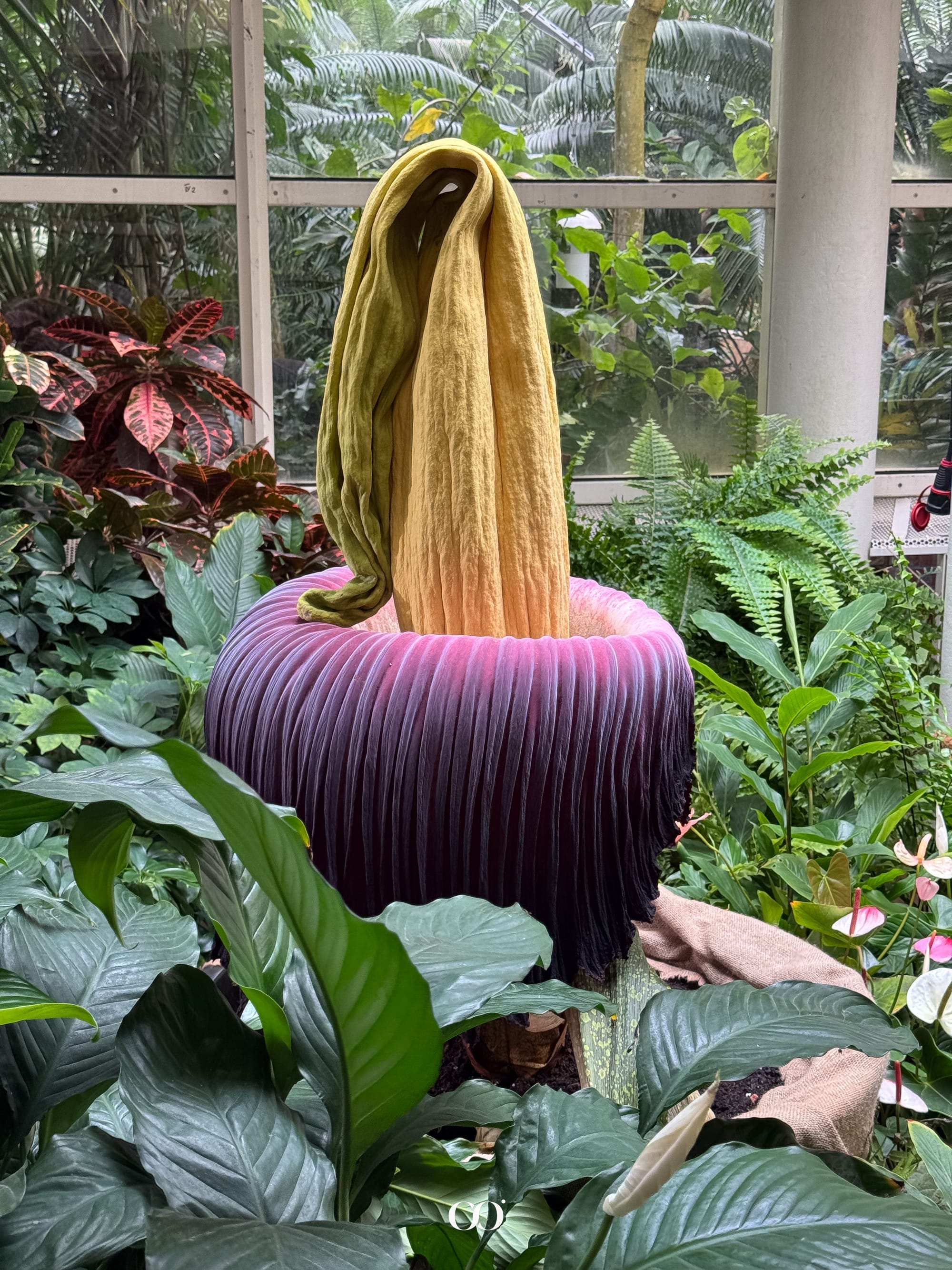 titan arum in warsaw, Amorphophallus titanum in bloom, kwitnięcie Amorphophallus titanum w Warszawie, Warsawslook, warsaw guide, przewodnik Warszawski, co robić w Warszawie, University of Warsaw Botanical Garden, Ogród Botaniczny UW w Warszawie, ogród botaniczny, warsaw news, co wydarzyło się w Warszawie w 2025
